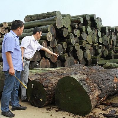 Amerikaanse Natuurlijke van de de Besnoeiingskroon van het Esdoorn Houten Vernisje Vlakke de Besnoeiingsdikte 0.5mm Goede Kwaliteit voor Meubilair en Muzikaal Instrument