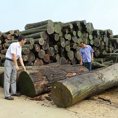 Sneed het Natuurlijke Koto Houten het Vernisjekwart van Afrika Rechte Korrel Goede Kwaliteit want het Verven van Proces kan worden aangepast
