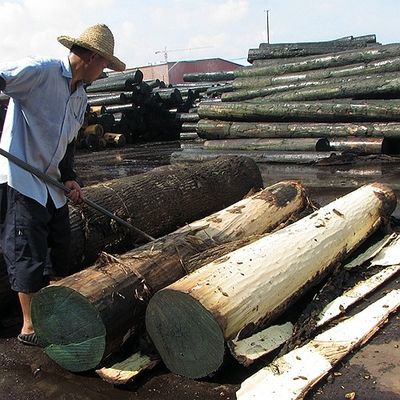 Amerikaanse Natuurlijke van de de Besnoeiingskroon van het Eiken Houtvernisje Vlakke van de de Besnoeiingskorrel van de het AMERIKAANSE CLUB VAN AUTOMOBILISTENrang Dikte 0.50.55mm voor Kabinetsgezicht China