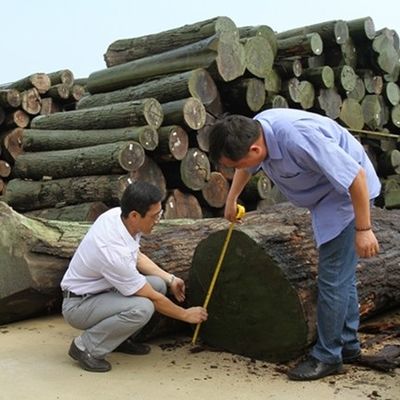 Hoogwaardige houten fineer Europese Walnoot E.WT-X6033C Crown Cut E0/E1 Voor wandpanelen 3100mm China Manufacturer