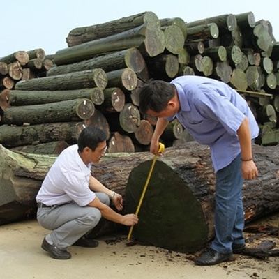 Hoogwaardige Recon Hout Veneer Groen Wenge G.WG-X5333 Rechte Graan Groen Kleur Voor Wandpapier 2500-3100mm China Factory