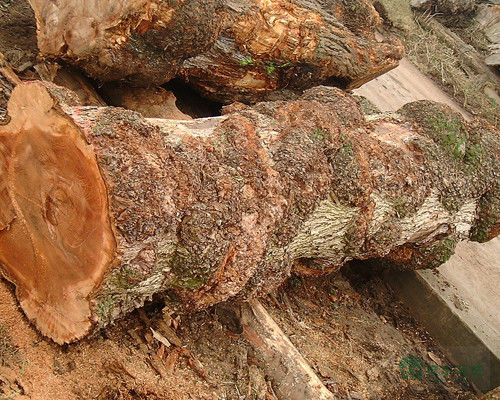 Massivhout Amerikaanse Elm Sheets Grade A voor Quarter Cut Crown Grain Natuurlijke kleur voor deurgevel 3200mm Up